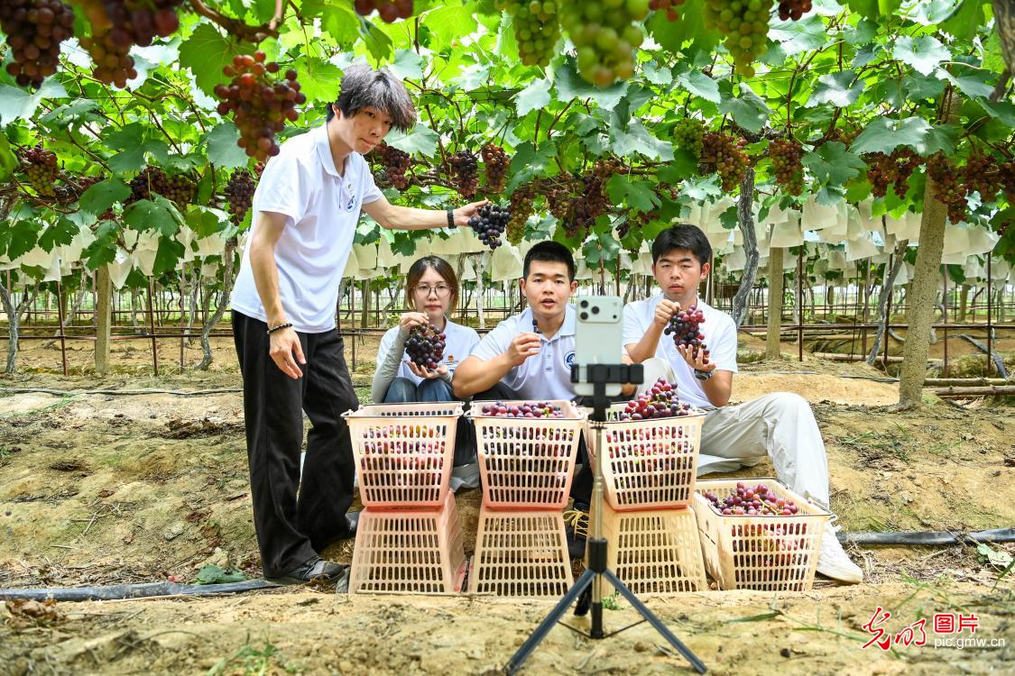 扎根乡土 深耕服务 新时代大学生的盛夏答卷 扎根乡土 深耕服务 新时代大学生的盛夏答卷