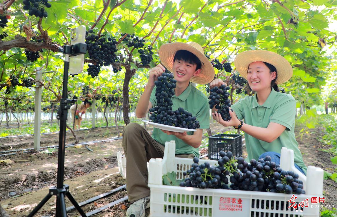 扎根乡土 深耕服务 新时代大学生的盛夏答卷 扎根乡土 深耕服务 新时代大学生的盛夏答卷