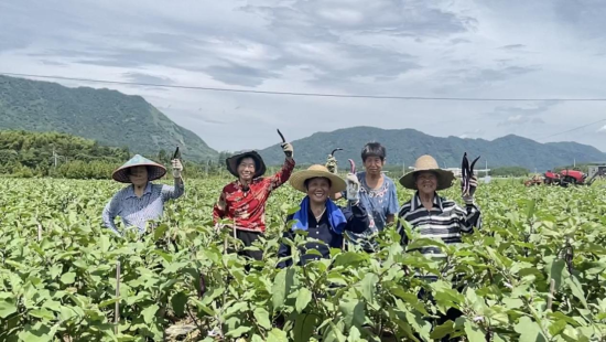 孙村镇村民在田间。王怡璇 摄